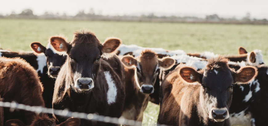 GrainCorp expands Animal Nutrition portfolio with Performance Feeds and Nutrition Services Australia